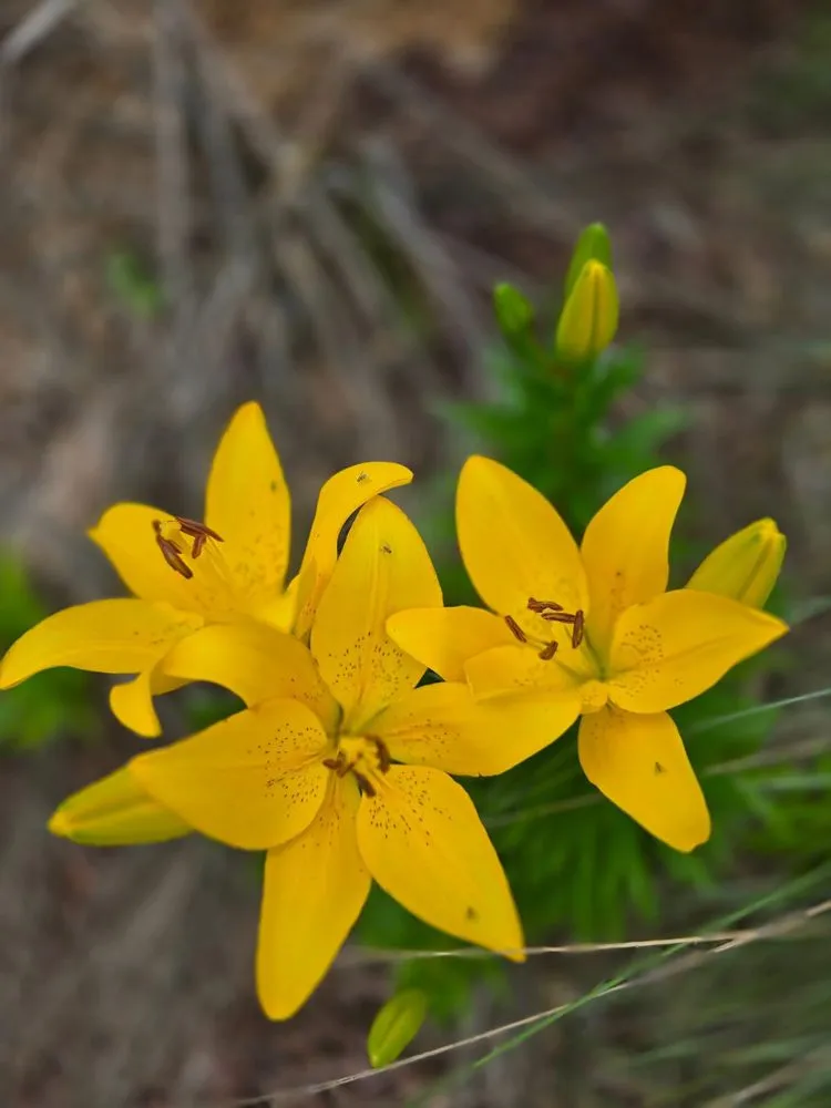 Top-rated landscaping services for year-round maintenance in Elizabeth City, NC by Little Red Tractor