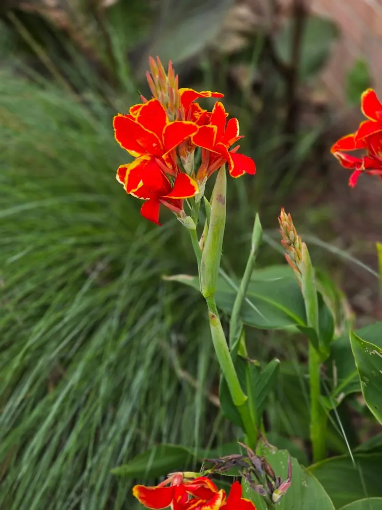 Reliable landscaping services in Elizabeth City, NC - Little Red Tractor