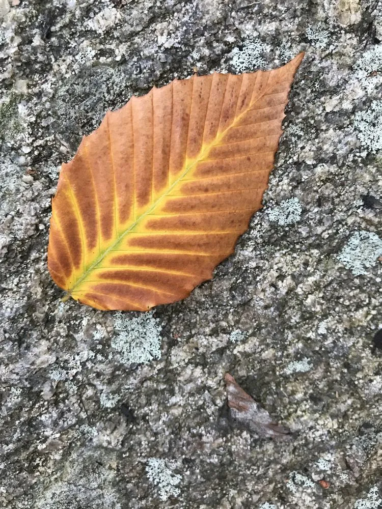 Custom garden landscaping for residential properties in Wakefield, RI by Little Rest Landscaping, LLC