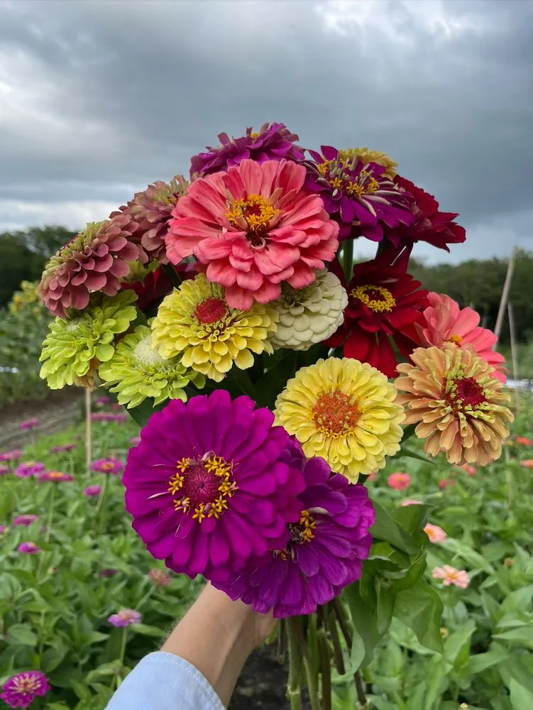 Affordable outdoor landscaping for residential properties in Miami, FL by Little River Cooperative