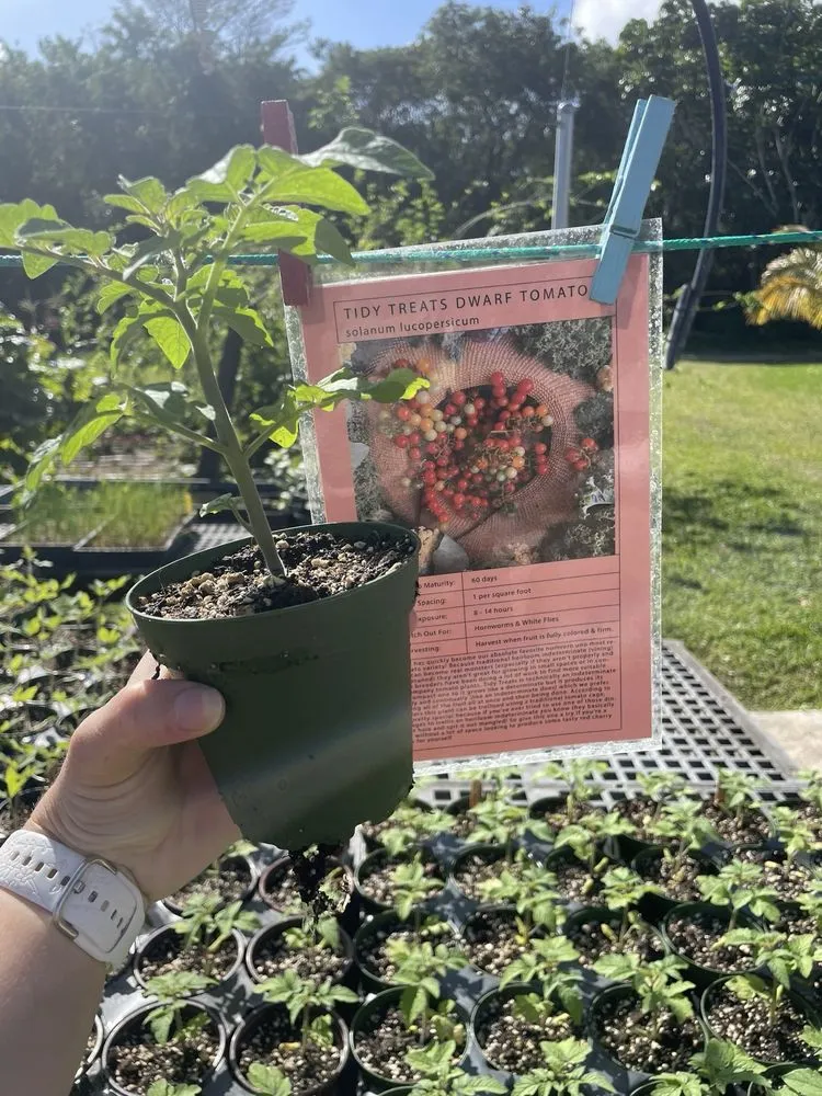 Custom lawn mowing service experts serving Miami, FL - Little River Cooperative