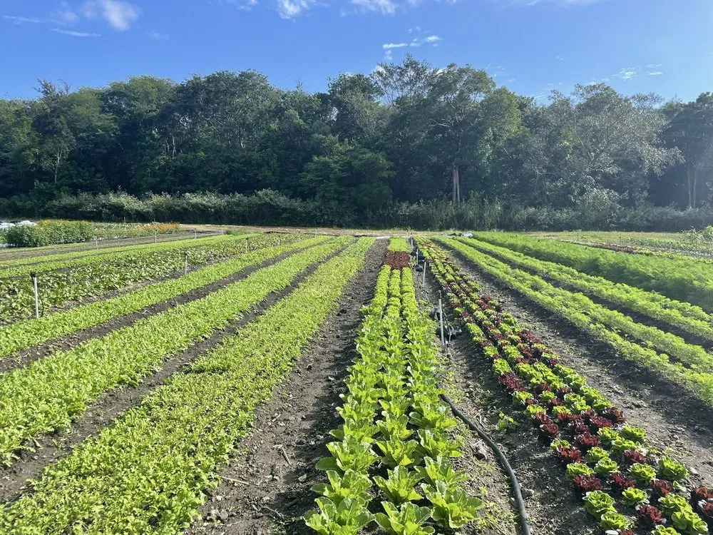 Professional landscape design for year-round maintenance in Miami, FL by Little River Cooperative