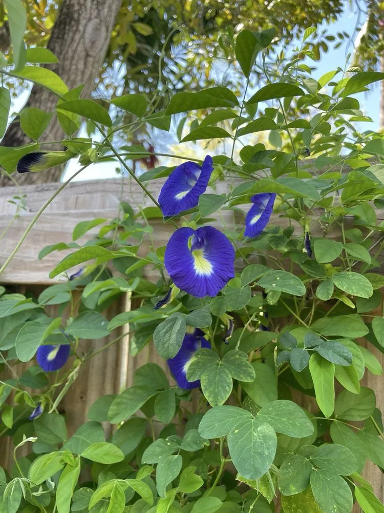 Reliable outdoor landscaping in Miami, FL by Little River Cooperative