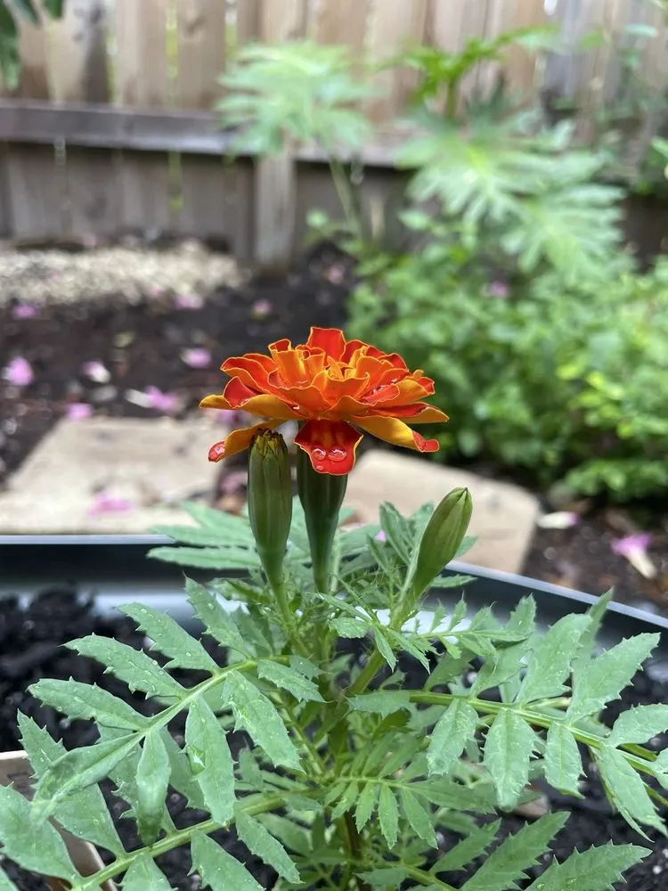 Professional lawn care service for homes in Miami, FL by Little River Cooperative