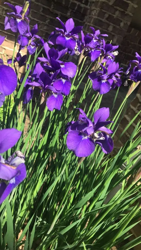 Custom yard maintenance experts serving Greenville, SC - Little River Property Management