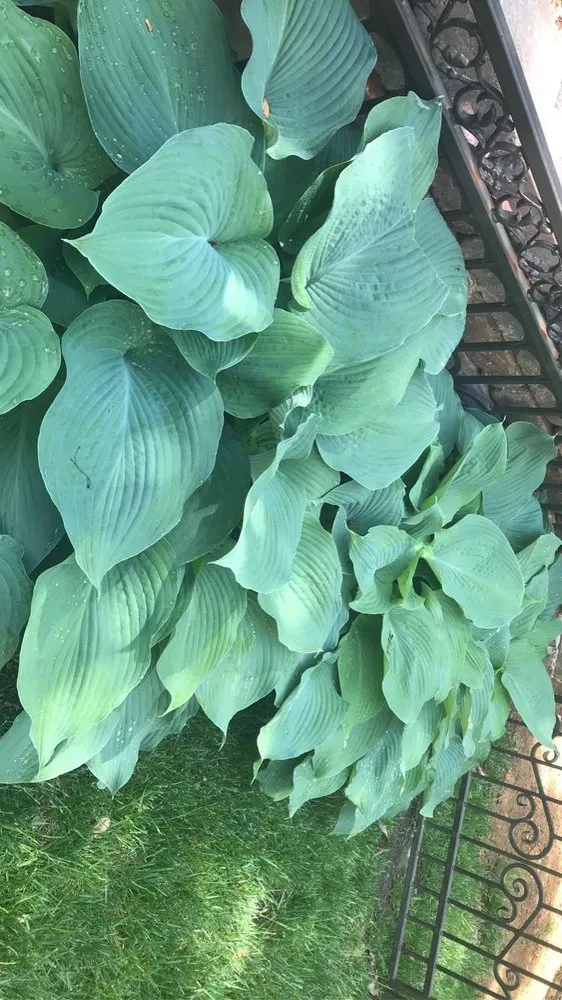 Affordable landscape installation in Greenville, SC by Little River Property Management