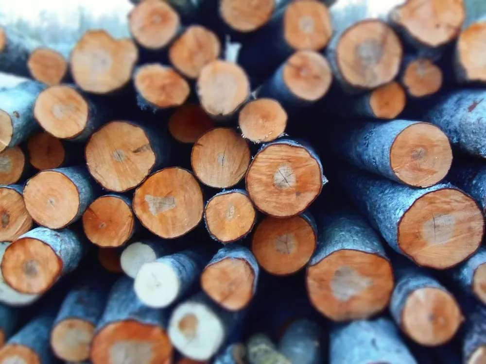 Trusted landscaping services in Little Rock, AR - Little Rock Tree Care