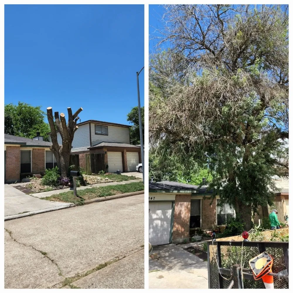 Professional landscaping services in Pattison, TX - Little Shepherds