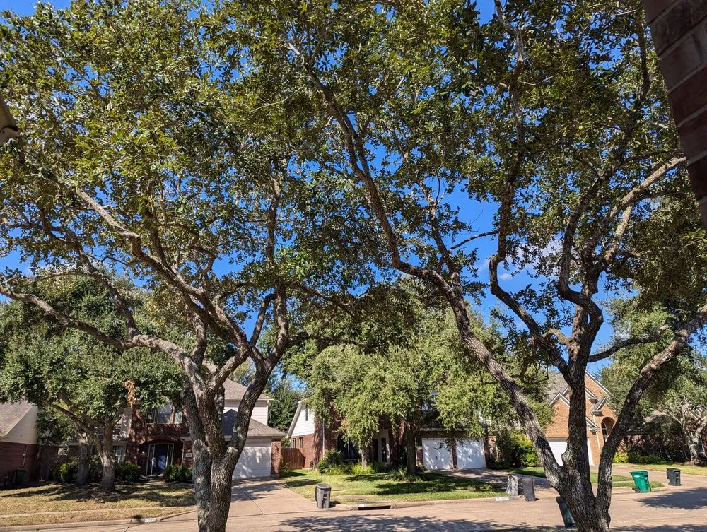 Affordable landscape installation in Pattison, TX - Little Shepherds