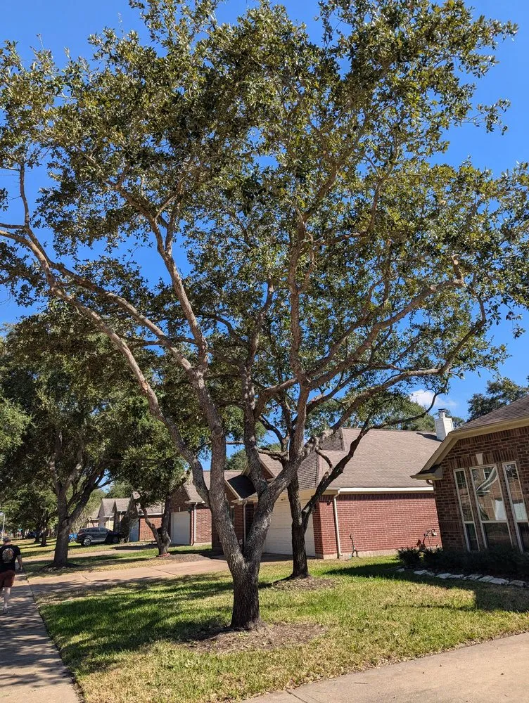 Top-rated yard maintenance for residential properties across Pattison, TX - Little Shepherds