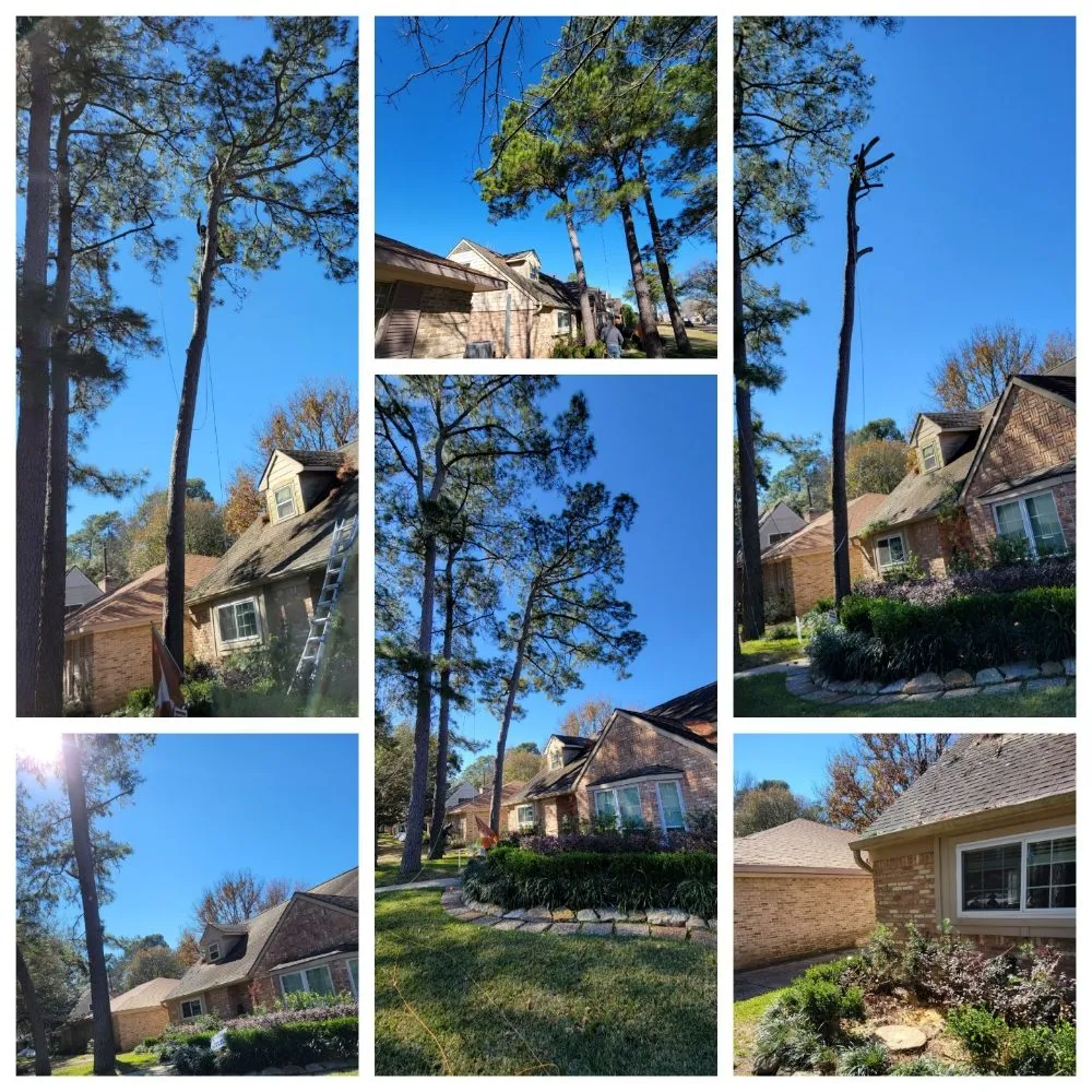 Trusted landscaping services for year-round maintenance across Pattison, TX - Little Shepherds