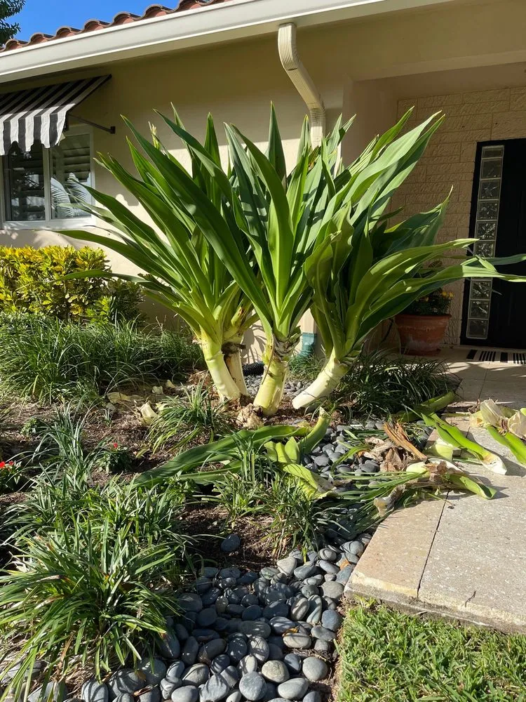 Custom yard cleanup service with custom design in Ocean Ridge, FL by Littlemen Big Mowers