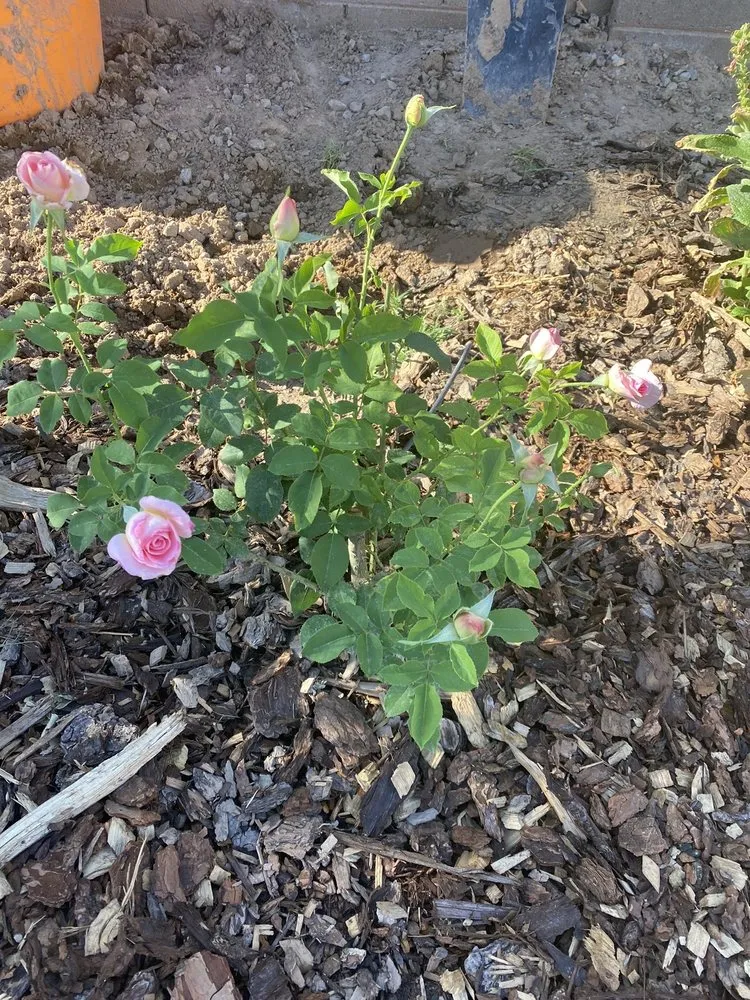 Trusted lawn care service in Chandler, AZ - LIV Lawn and Construction