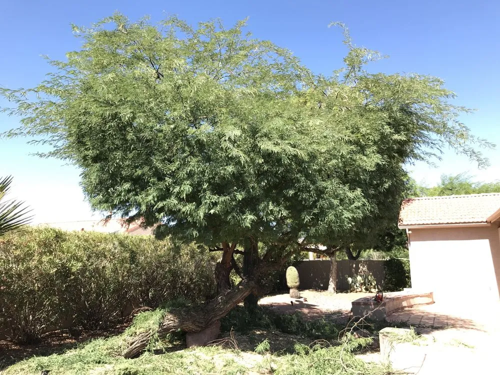 Trusted lawn care service in Chandler, AZ by LIV Lawn and Construction