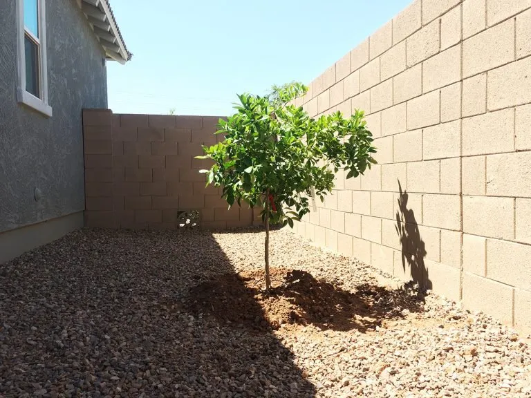 Professional outdoor landscaping for outdoor upgrades across Chandler, AZ - LIV Lawn and Construction