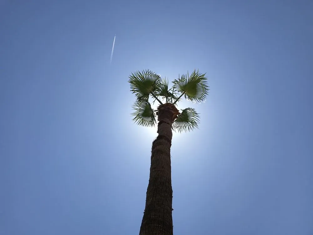 Expert yard cleanup service for residential properties across Chandler, AZ - LIV Lawn and Construction