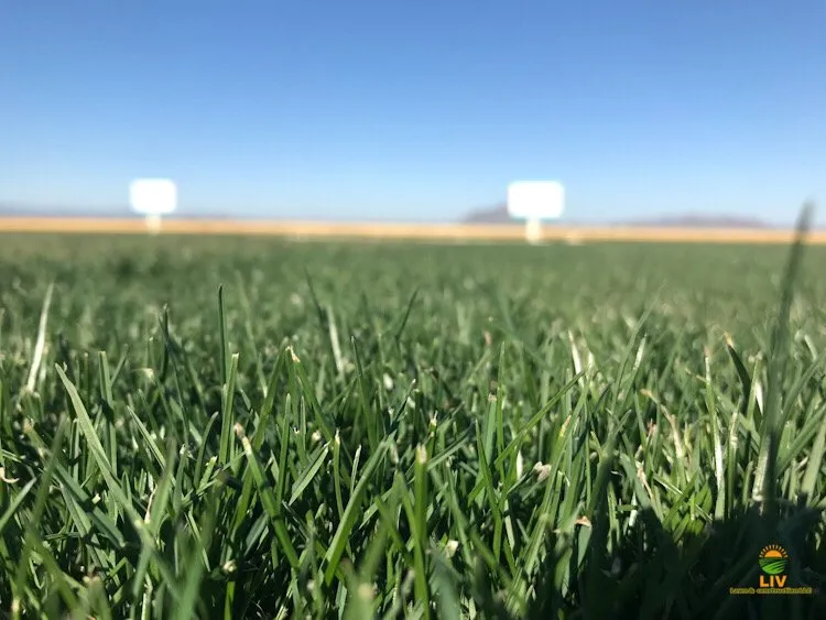 Expert landscape installation experts serving Chandler, AZ - LIV Lawn and Construction