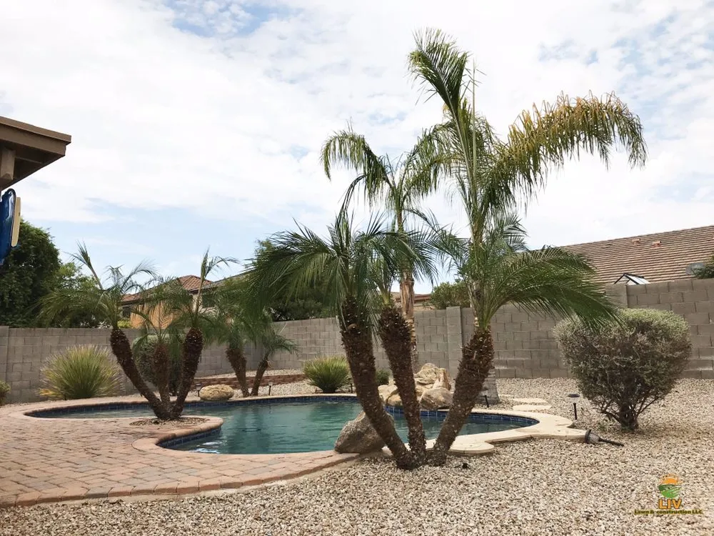 Top-rated yard maintenance experts serving Chandler, AZ - LIV Lawn and Construction