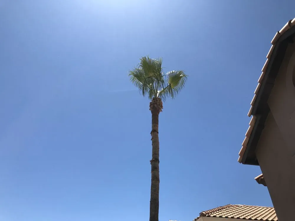 Trusted landscaping services for homes across Chandler, AZ - LIV Lawn and Construction