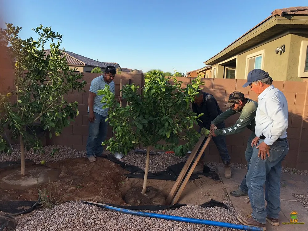 Custom yard cleanup service in Chandler, AZ by LIV Lawn and Construction