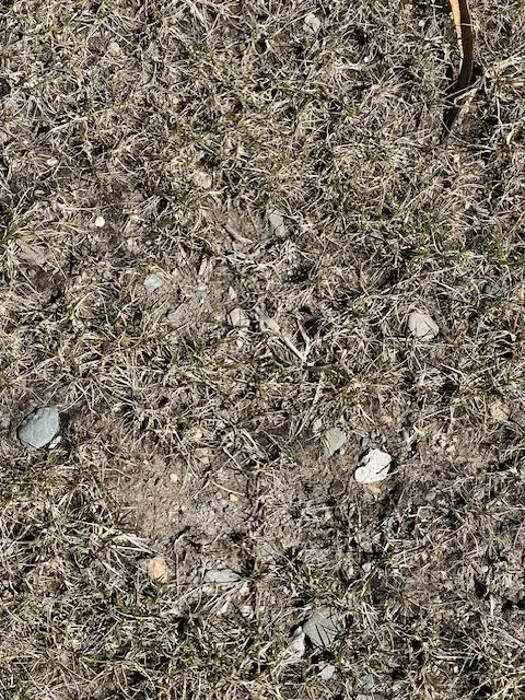 Top-rated lawn care service for homes across Rehoboth, MA - Live Earth New England