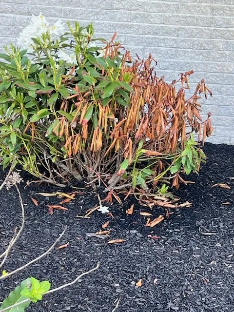 Trusted yard cleanup service in Rehoboth, MA - Live Earth New England