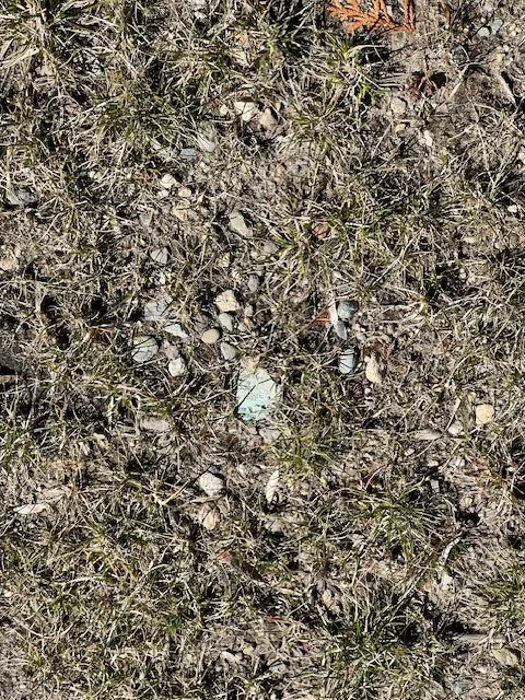 Reliable yard cleanup service in Rehoboth, MA by Live Earth New England