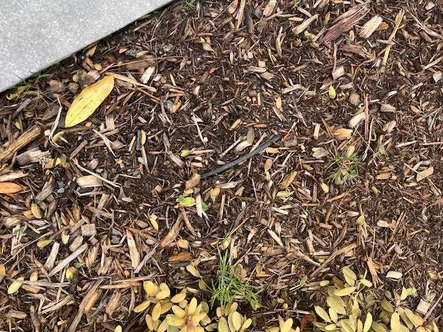 Custom residential landscaping near you across Rehoboth, MA - Live Earth New England