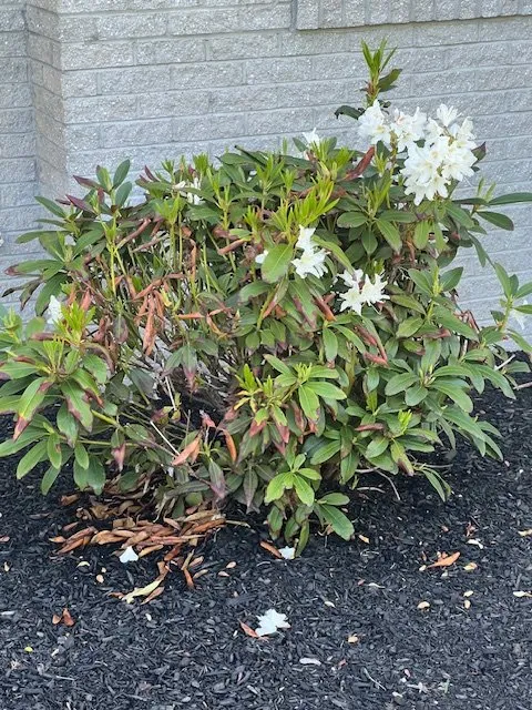 Custom outdoor landscaping in Rehoboth, MA by Live Earth New England