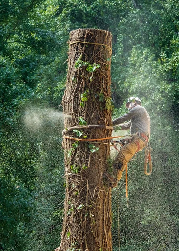 Custom yard maintenance in Lilburn, GA by Live Green Tree Service