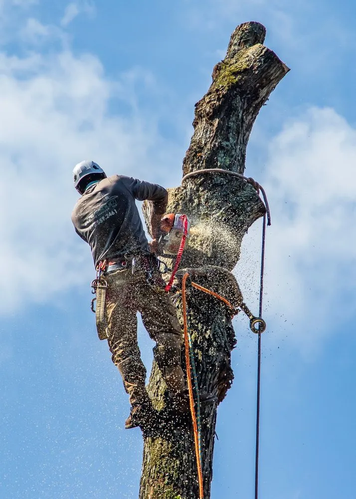 Professional landscape installation for beautiful yards across Lilburn, GA - Live Green Tree Service
