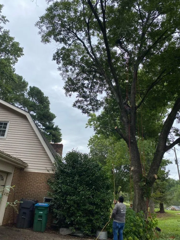 Top-rated yard cleanup service in Lilburn, GA - Live Green Tree Service