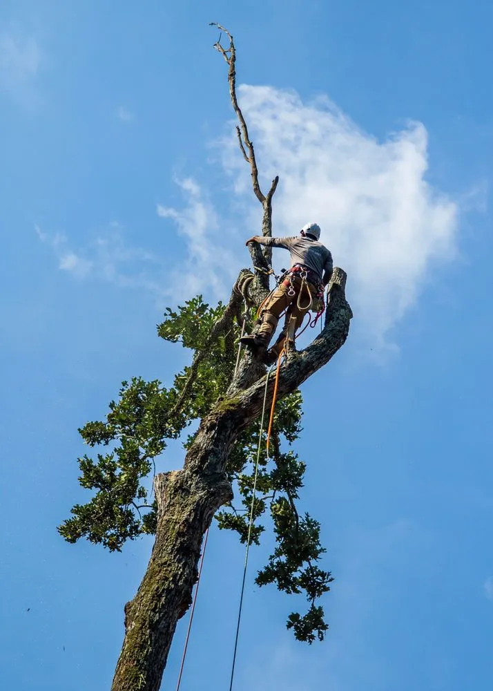 Top-rated lawn mowing service in Lilburn, GA - Live Green Tree Service
