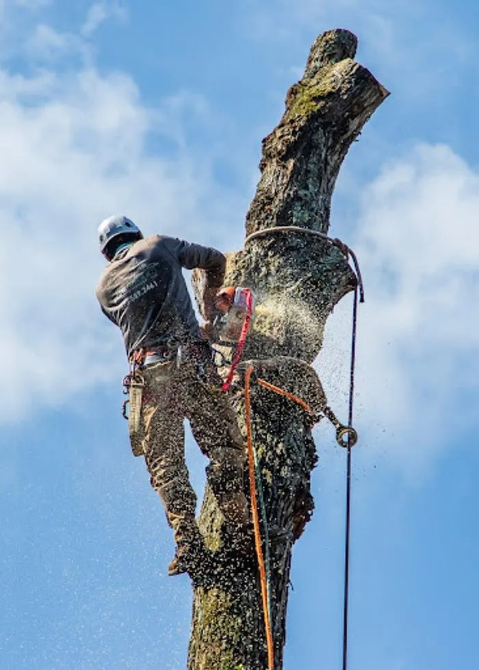 Expert yard maintenance in Lilburn, GA by Live Green Tree Service