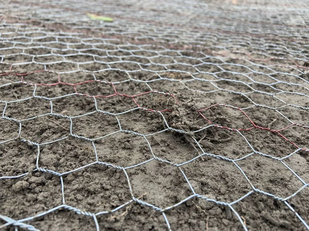 Local landscaping services for beautiful yards in Ladera Ranch, CA by Live Oak Landscape and Maintenance