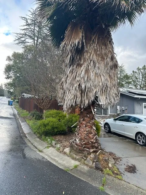 Trusted lawn care service near you across Fairfield, CA - Live Oak Landscape Construction