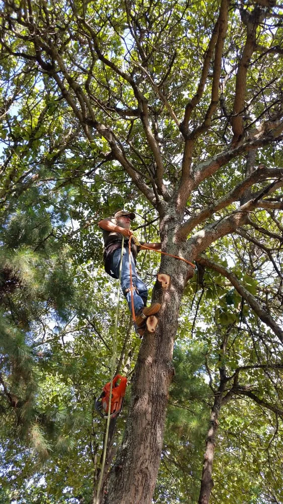 Custom yard maintenance for year-round maintenance in Gilbert, SC by Live Oak Services