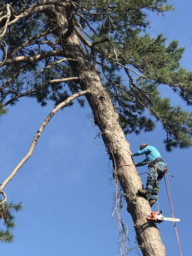 Reliable landscaping services experts serving Gilbert, SC - Live Oak Services