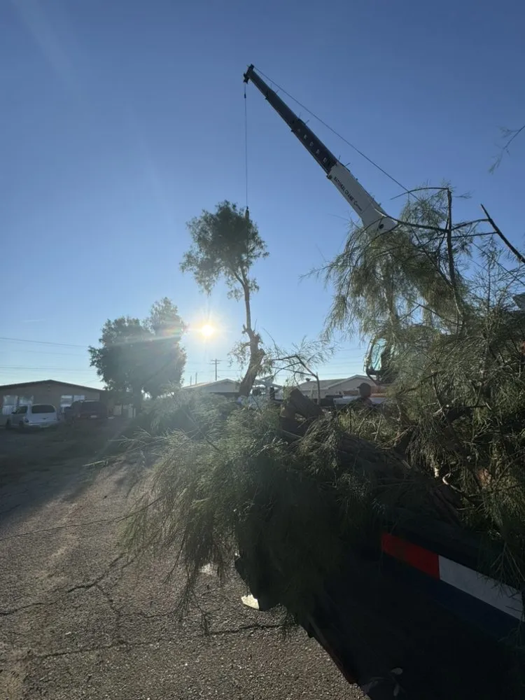 Top-rated landscaping services in Mohave Valley, AZ - Lively Landscaping