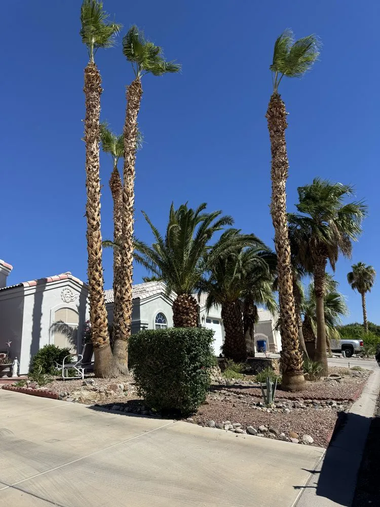 Local landscaping services in Mohave Valley, AZ by Lively Landscaping