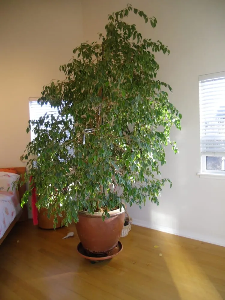 Custom landscaping services in Santa Cruz, CA by Living Color