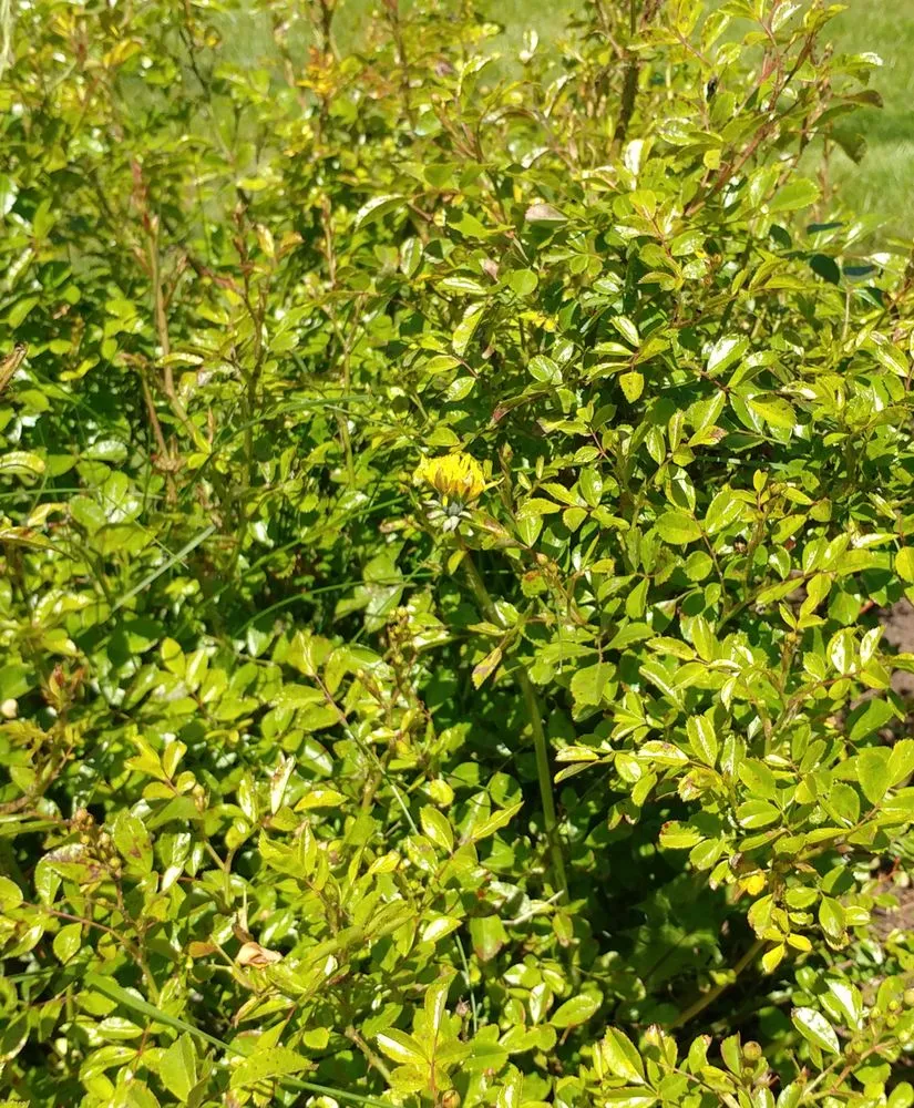 Custom lawn care service experts serving Eugene, OR - Living Concepts Landscape Services