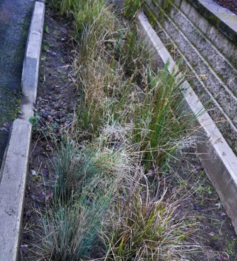 Professional garden landscaping in Eugene, OR by Living Concepts Landscape Services