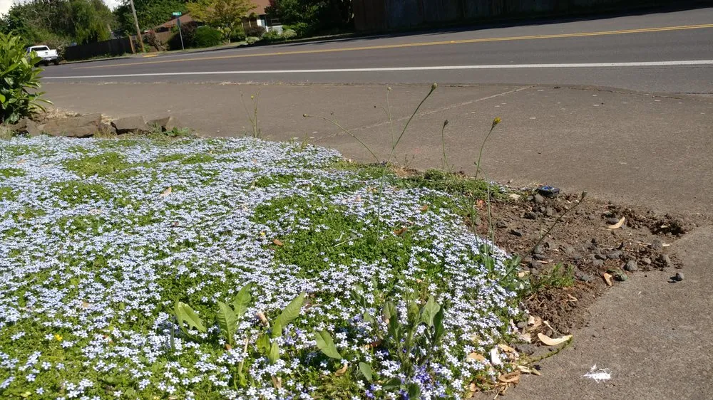 Top-rated lawn mowing service in Eugene, OR - Living Concepts Landscape Services