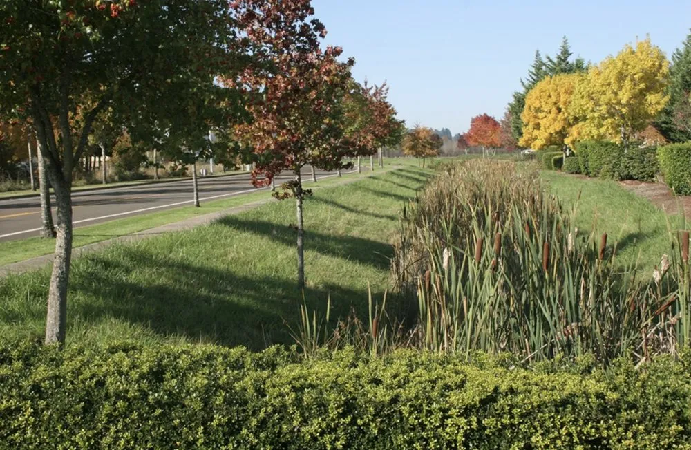 Local yard cleanup service experts serving Eugene, OR - Living Concepts Landscape Services