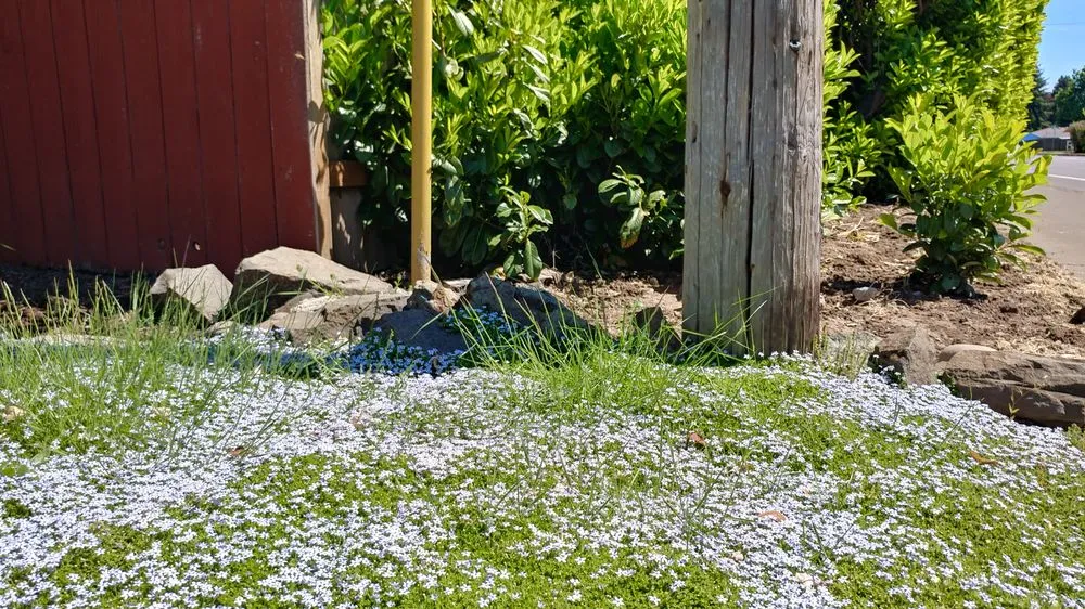 Trusted yard maintenance for year-round maintenance in Eugene, OR by Living Concepts Landscape Services