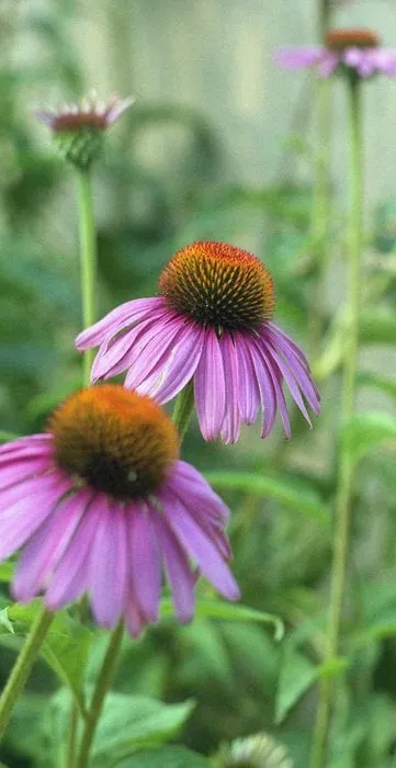 Affordable landscape installation in Vallejo, CA by Living Earth Gardens