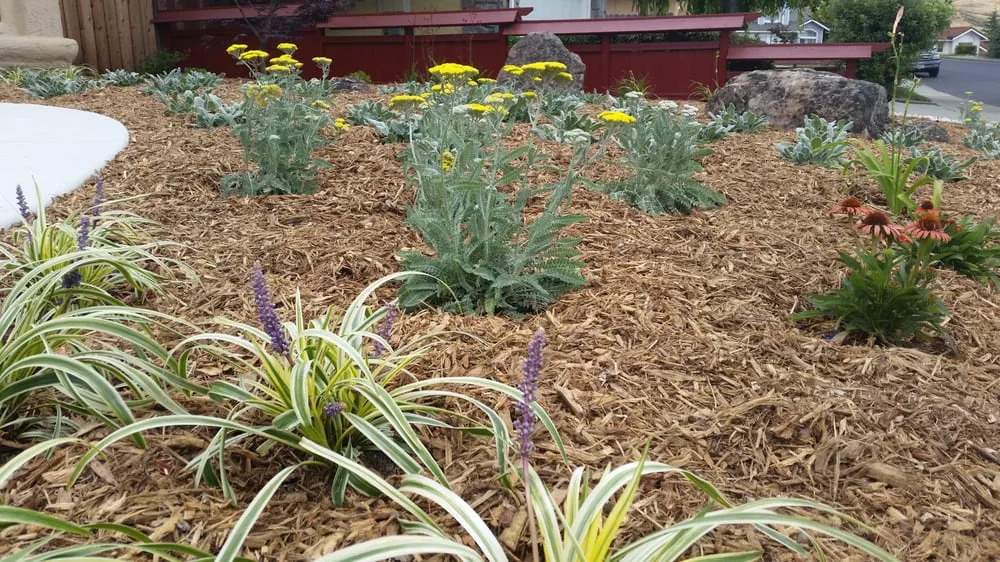 Top-rated yard cleanup service with custom design across Vallejo, CA - Living Earth Gardens