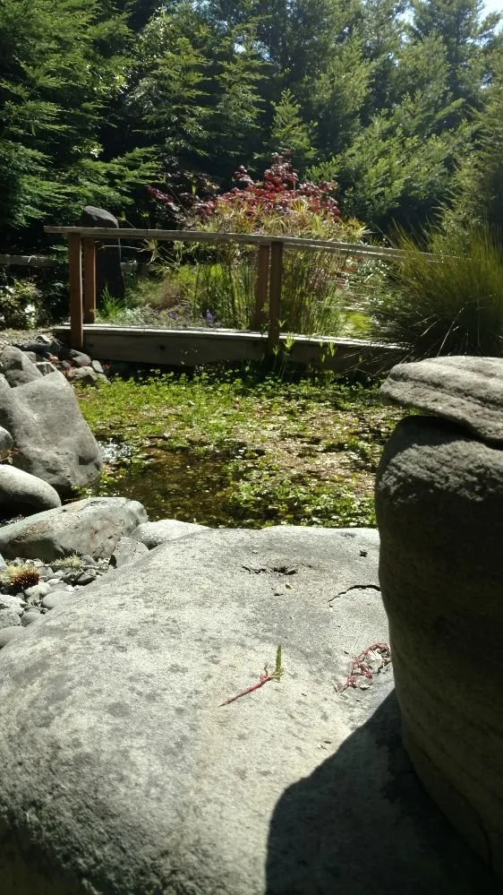 Affordable yard cleanup service with custom design in Arcata, CA by Living Earth Landscapes