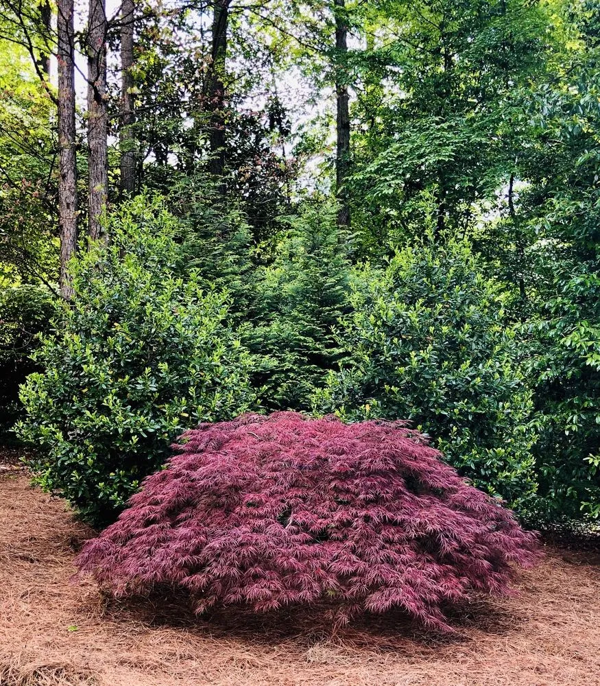 Local landscape design experts serving Marietta, GA - Living Fences